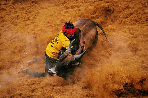 Jallikattu, a time-honoured tradition, has been an integral part of Tamil Nadu's
rich history and heritage for generations